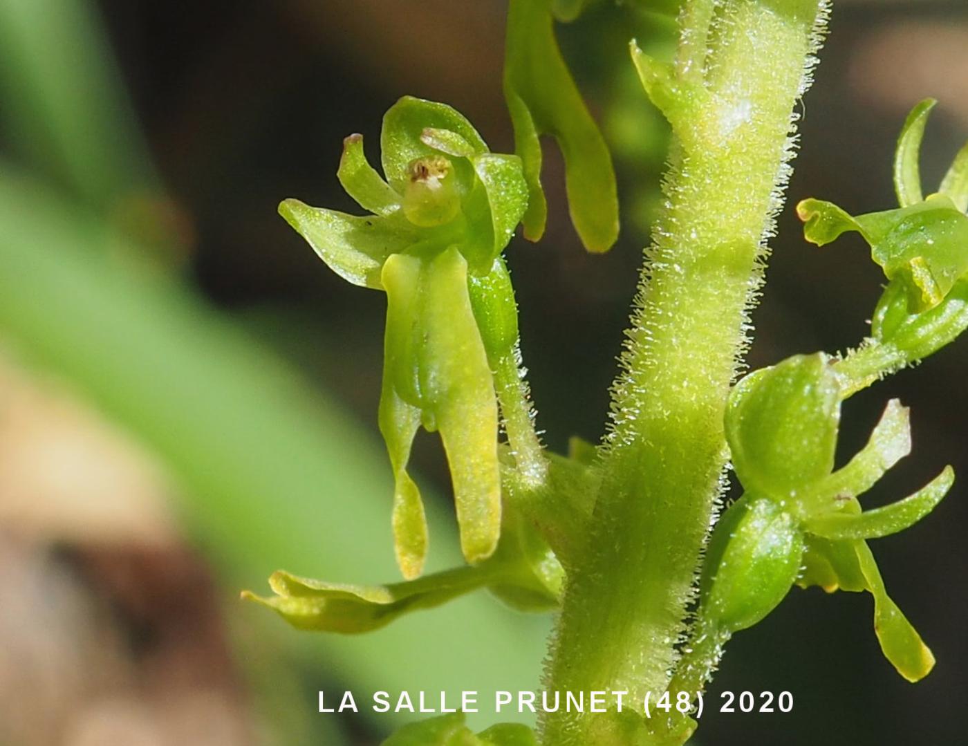 Twayblade flower